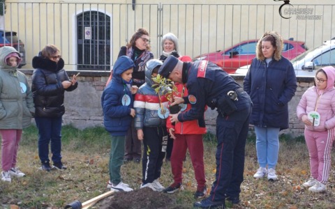 Giornata nazionale degli alberi 2025: nell’educazione e tutela ambientale