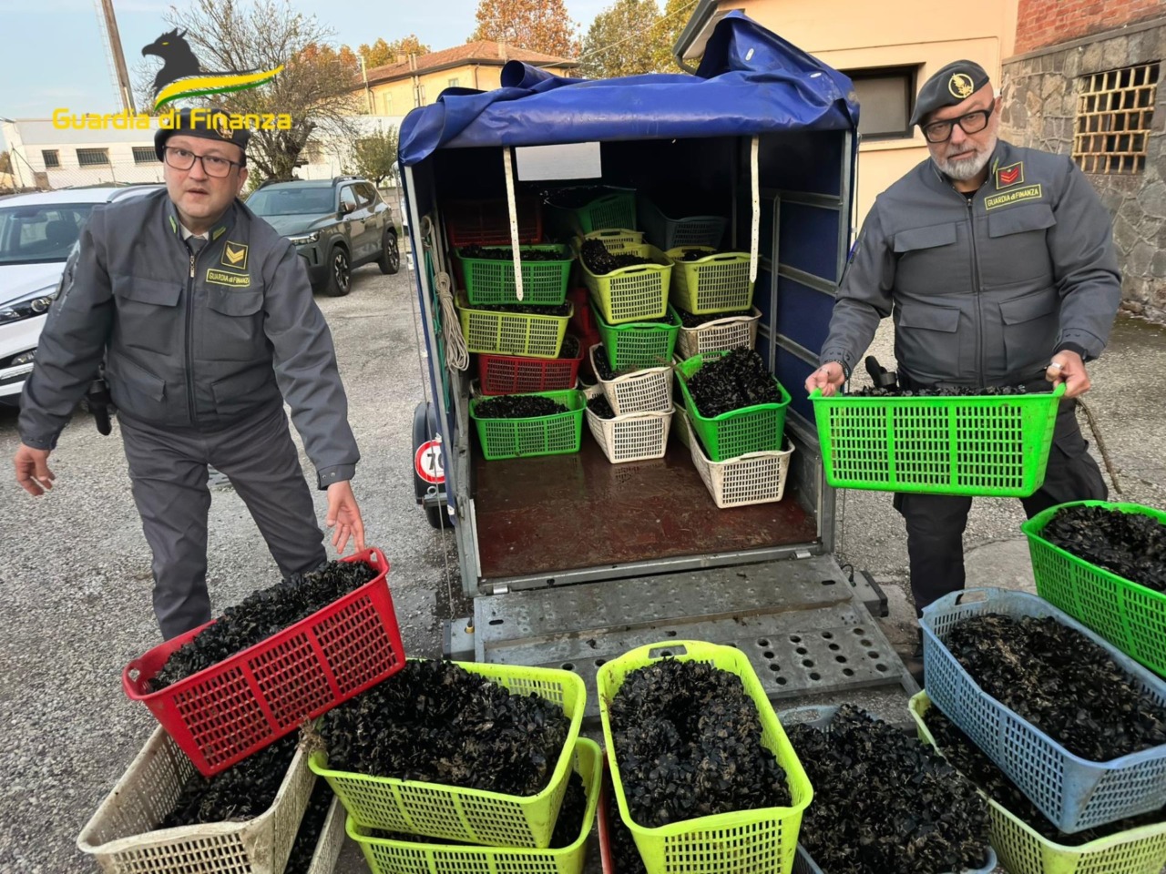 Sequestrate 1,5 tonnellate di molluschi non tracciati in provincia di Rovigo: multe fino a 12mila euro