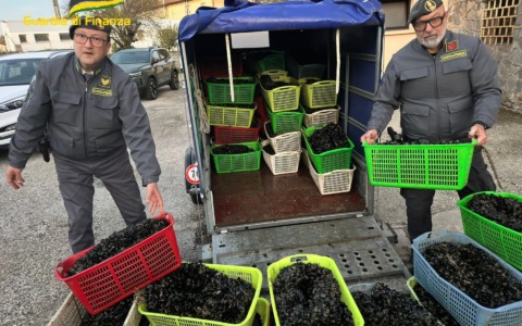 Sequestrate 1,5 tonnellate di molluschi non tracciati in provincia di Rovigo: multe fino a 12mila euro