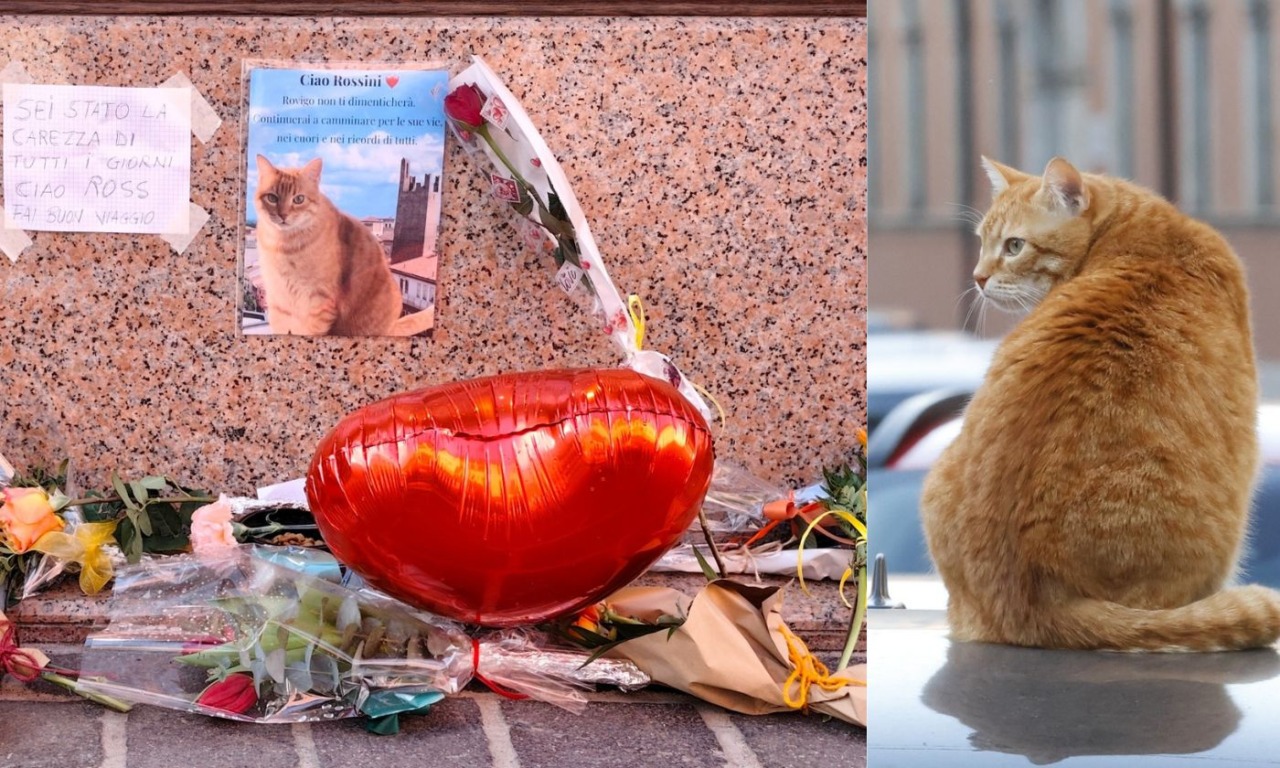 A Rovigo un monumento per ricordare il gatto Rossini, travolto da un’auto a San Valentino
