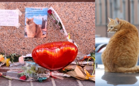A Rovigo un monumento per ricordare il gatto Rossini, travolto da un’auto a San Valentino