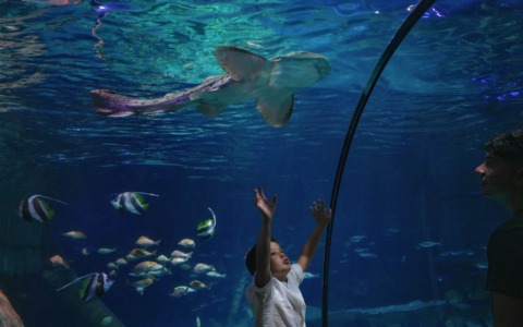 Oggi la Giornata Mondiale degli Oceani: mobilitazione globale della rete SEA LIFE e Report 2025